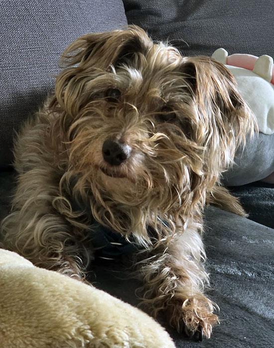 Hund Susi 2 550