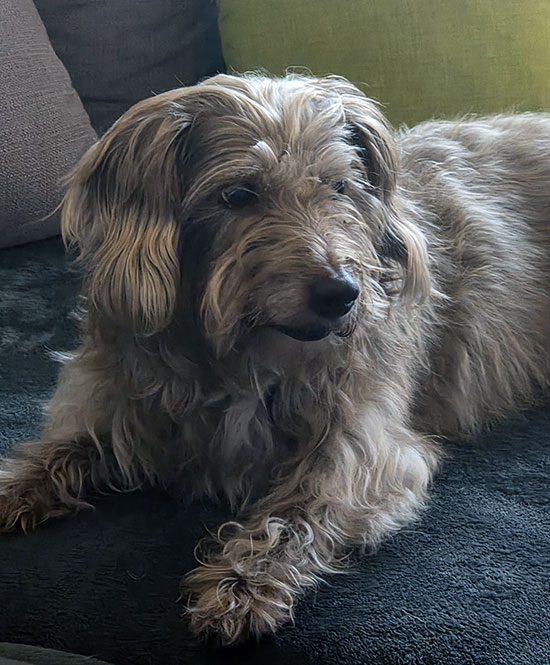 Hund Susi 3 550