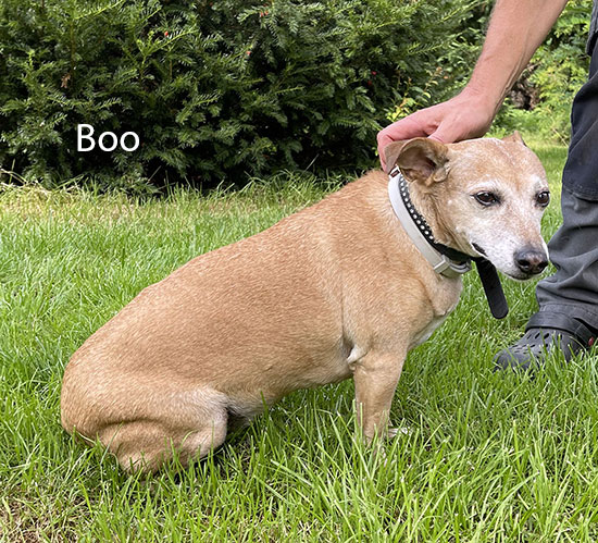 Hund Boo 1 550