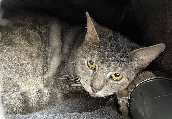 Katze Finchen 1 550