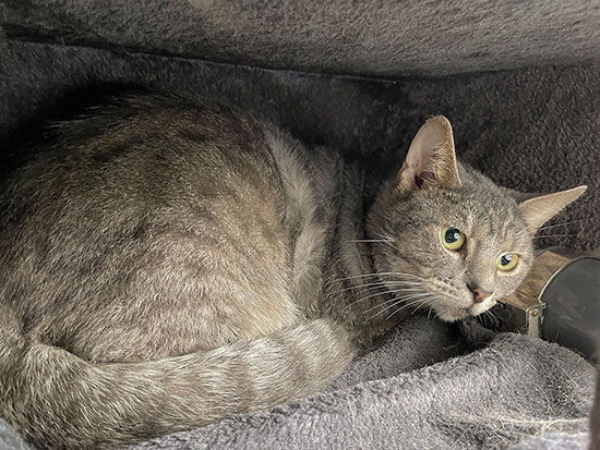 Katze Finchen 2 550