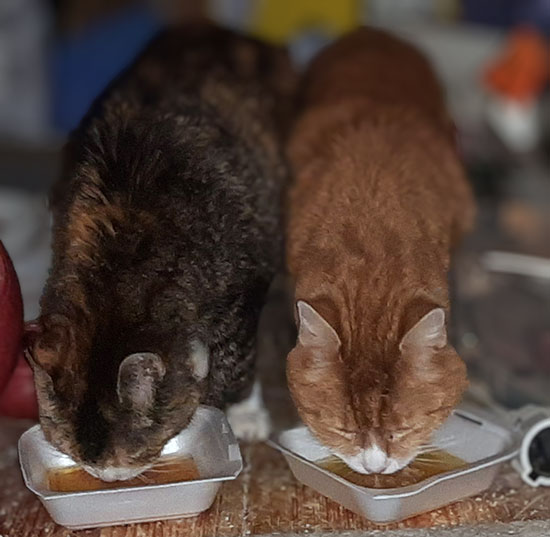 two cats 550